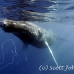whale_humpback_h_00221_dom3622.jpg